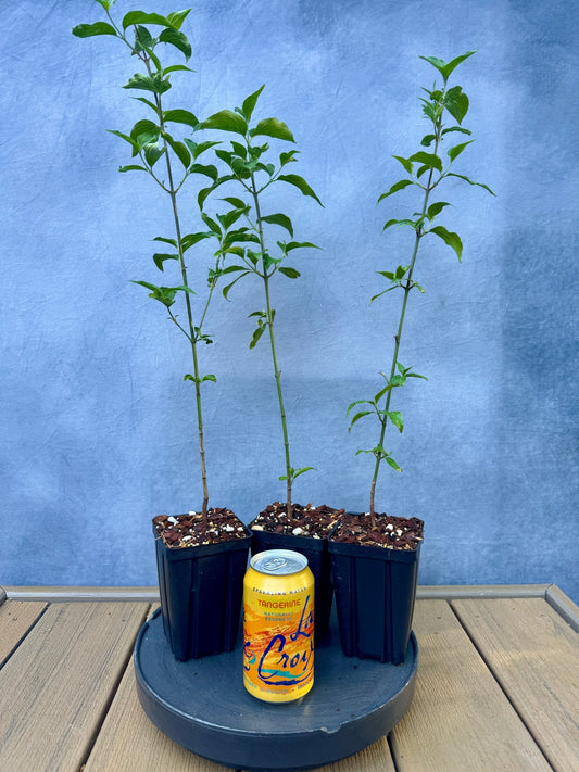 Cornelian Cherry