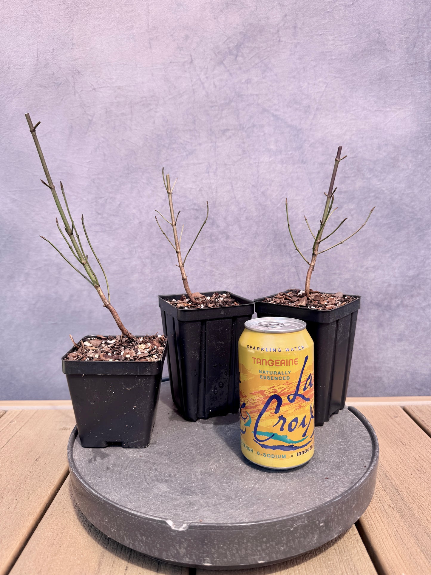 Cornelian Cherry