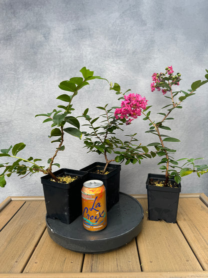 Crape Myrtle