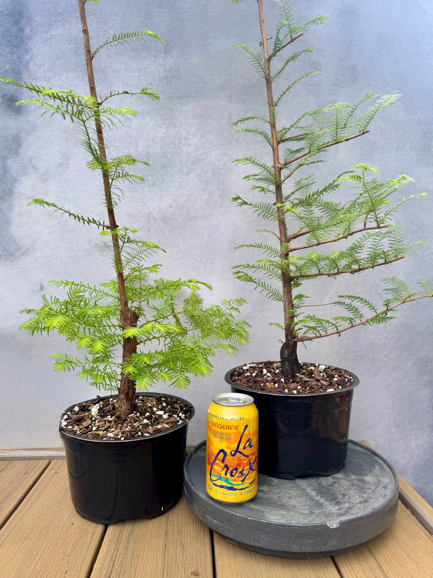 Dawn Redwood