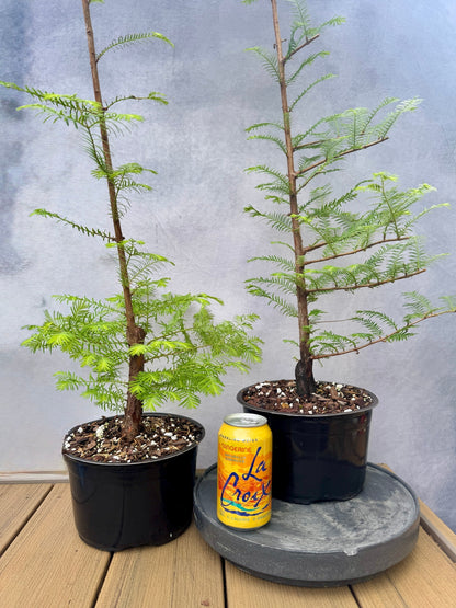 Dawn Redwood