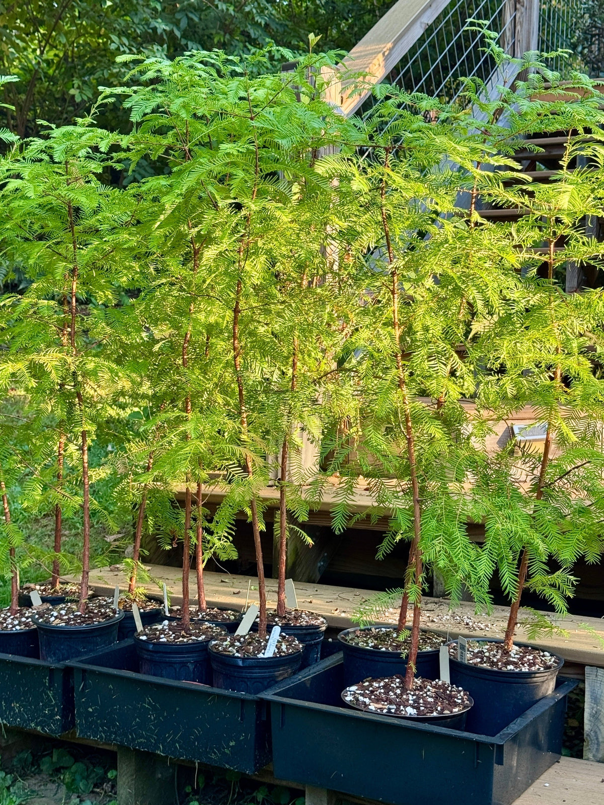 Dawn Redwood