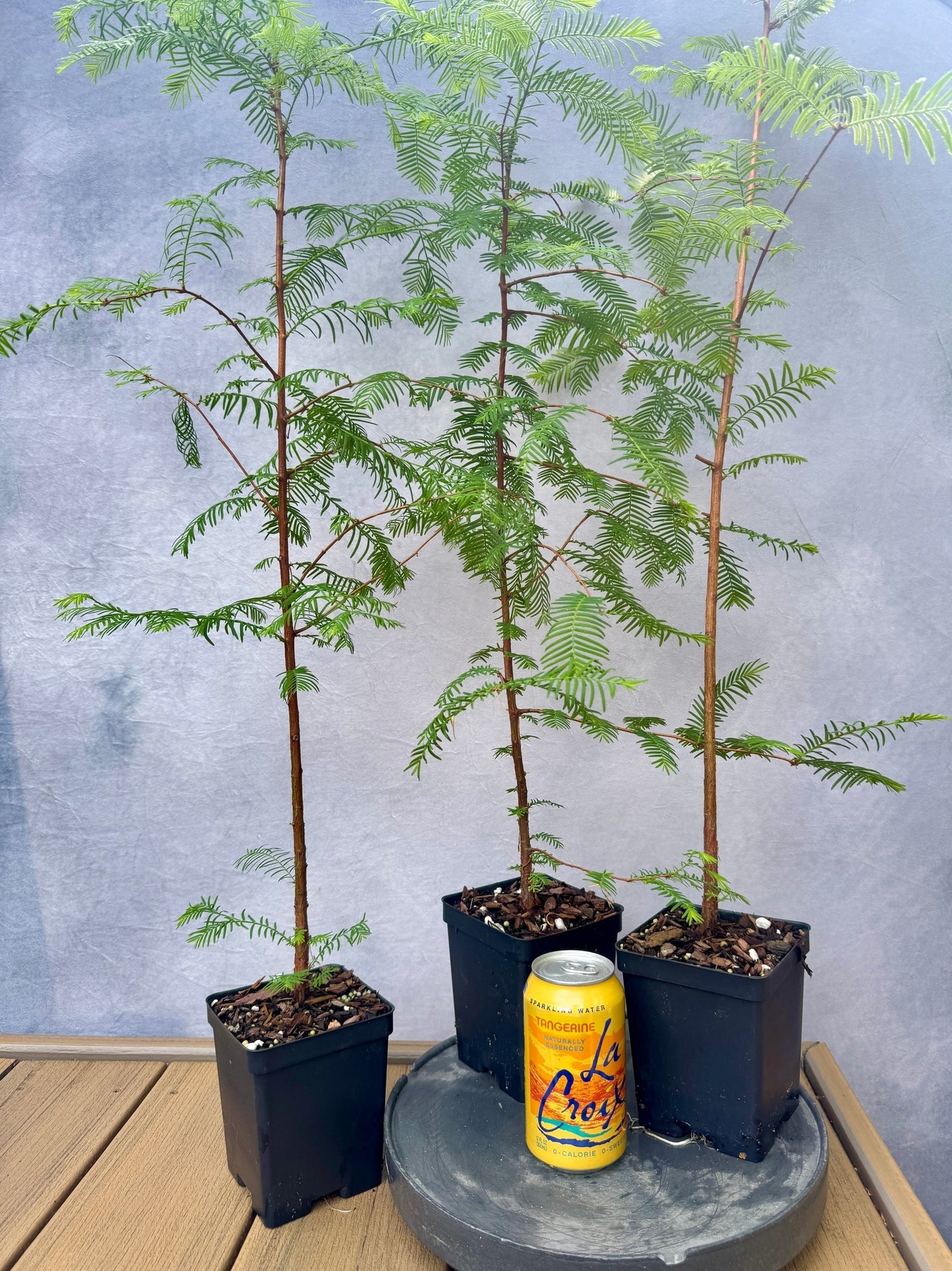 Dawn Redwood