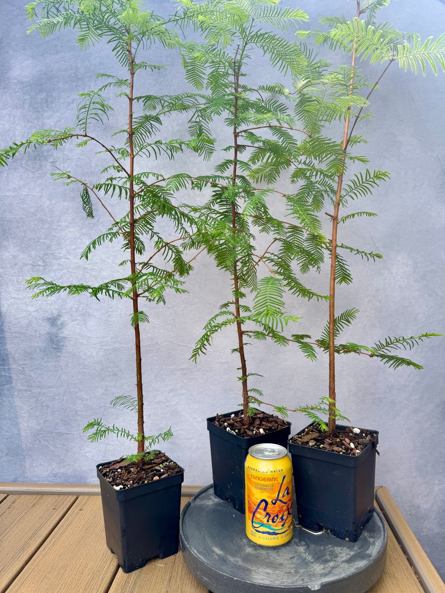 Dawn Redwood