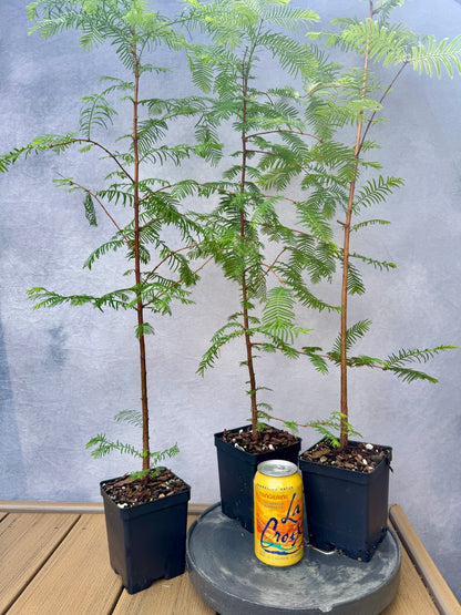 Dawn Redwood