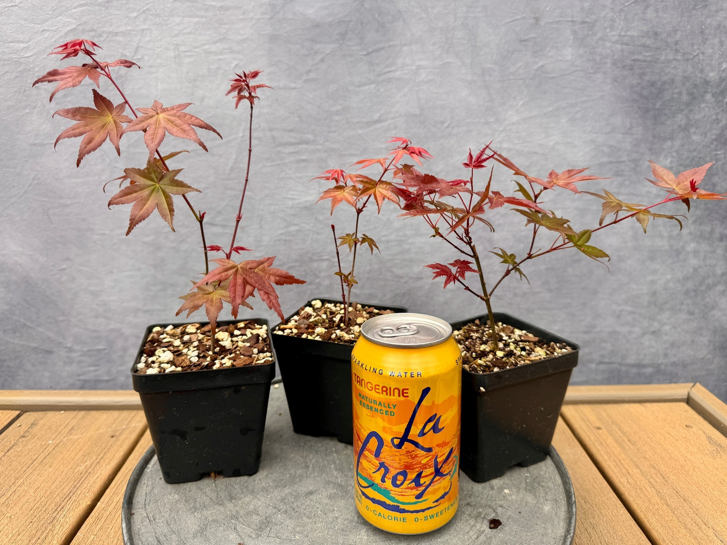 'Deshojo' Japanese Maple - Cutting Grown