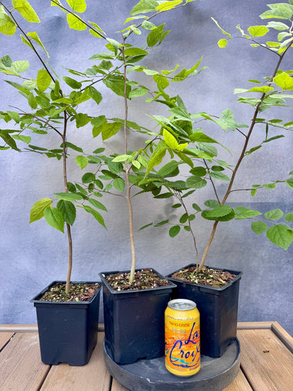 Dwarf Hackberry