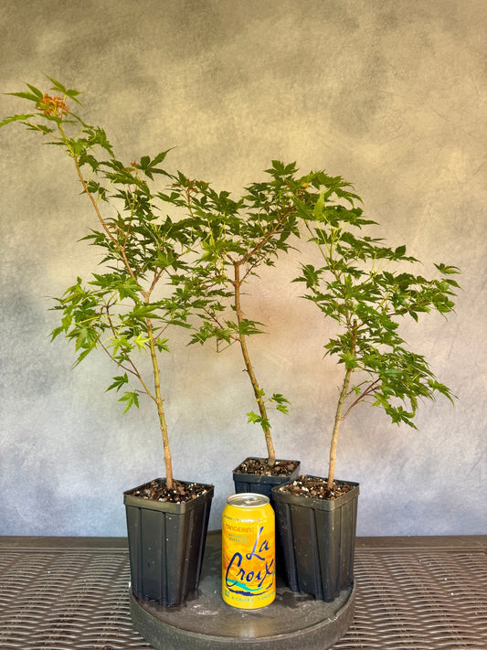 Dwarf Japanese Maple