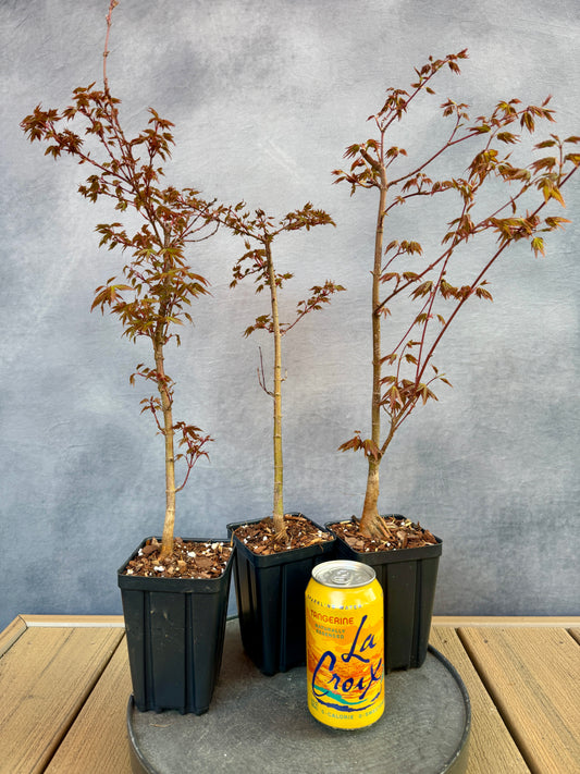 Dwarf Japanese Maple