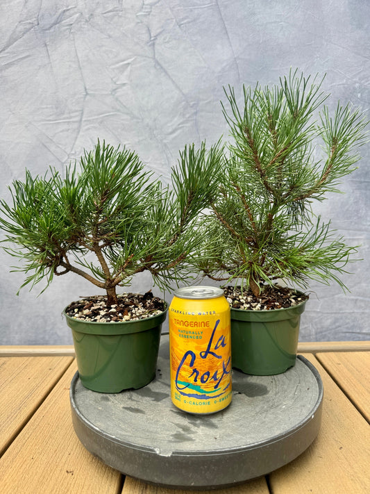 Dwarf Mugo Pine
