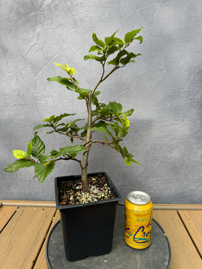 European Beech