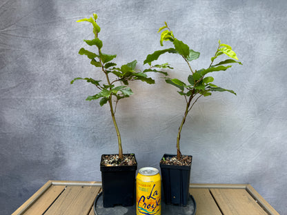European Beech