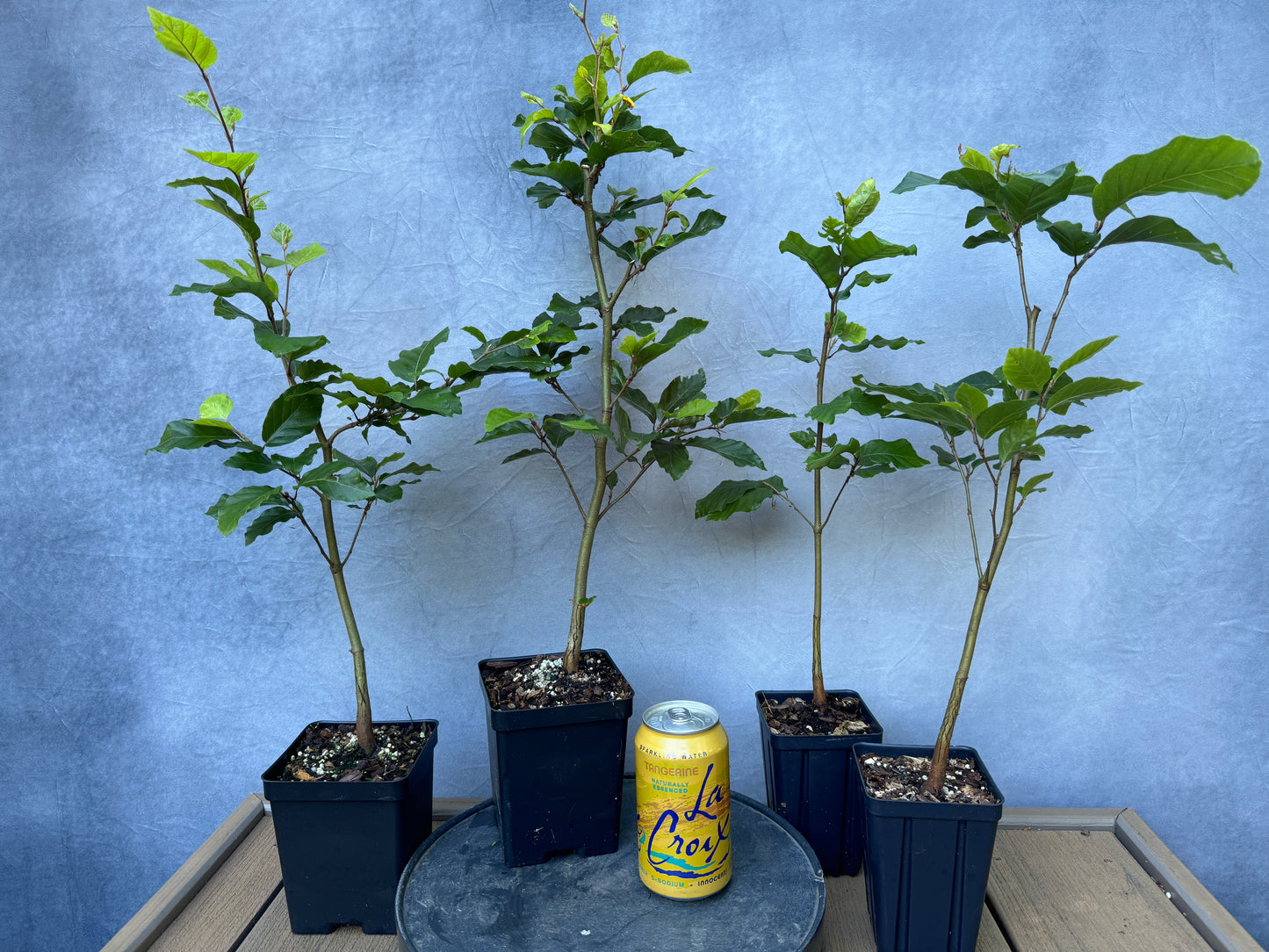 European Beech