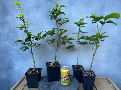 European Beech