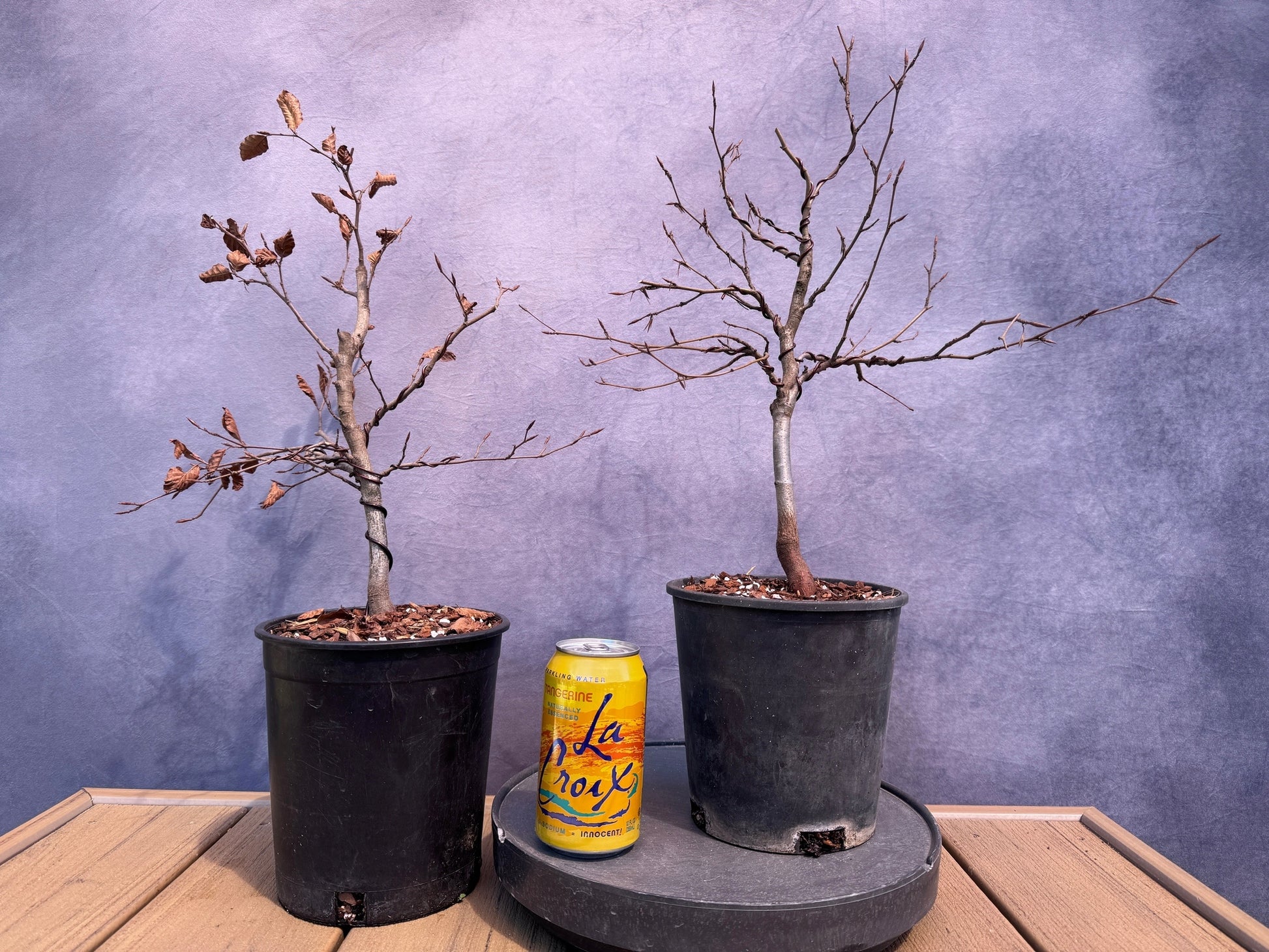 american beech tree bonsai European Beech