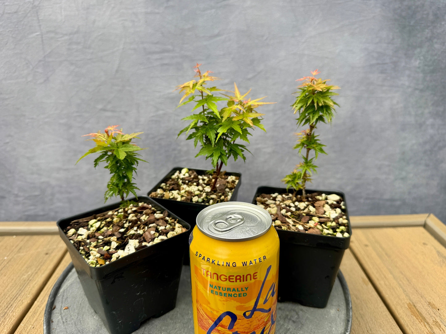 'Goshiki Kotohime' Japanese Maple - Cutting Grown