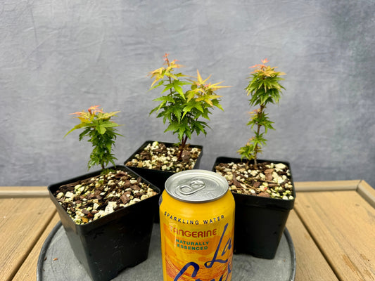 'Goshiki Kotohime' Japanese Maple - Cutting Grown