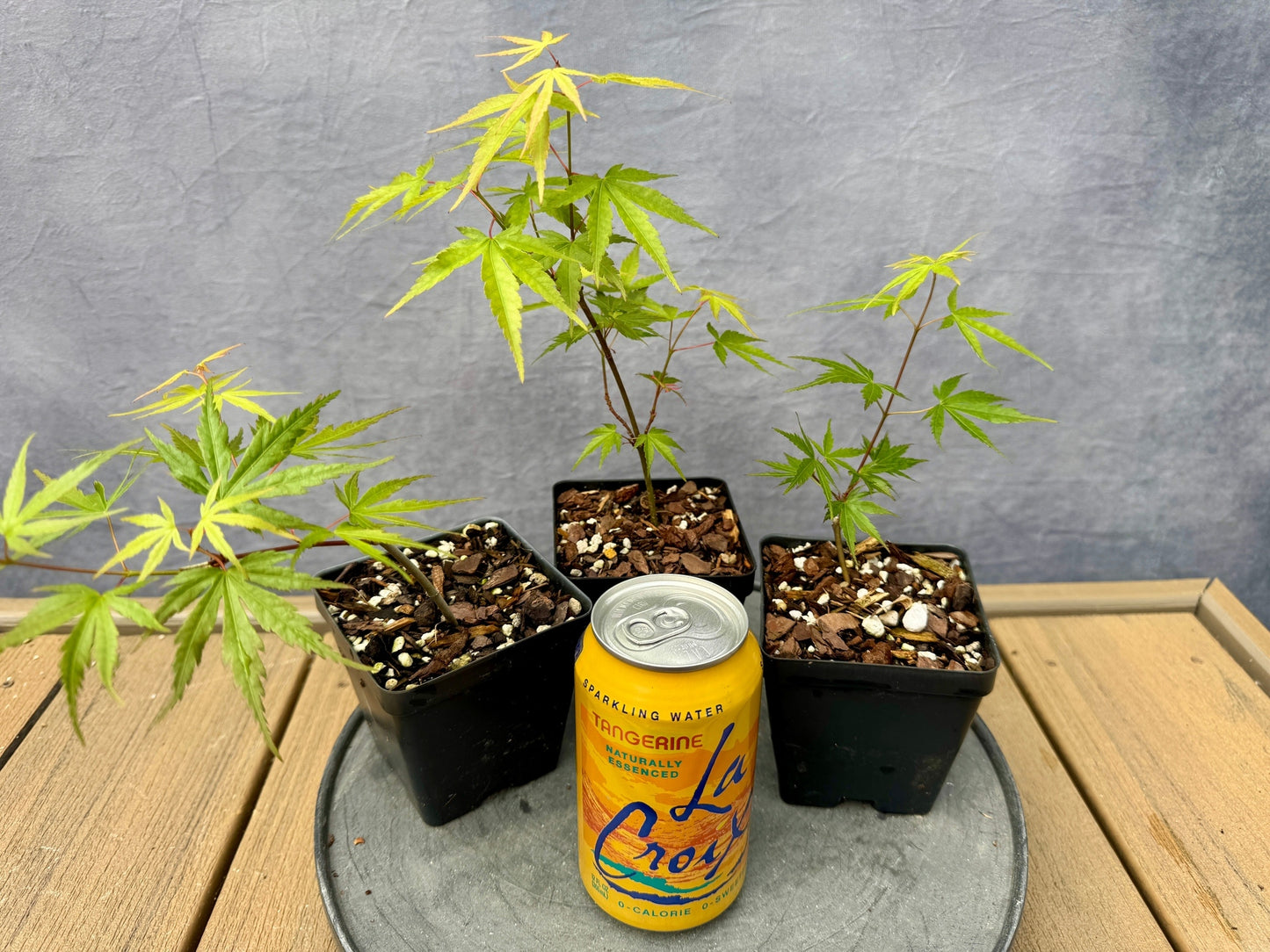 'Hubbles Super Cork' Japanese Maple - Cutting Grown