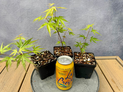 'Hubbles Super Cork' Japanese Maple - Cutting Grown