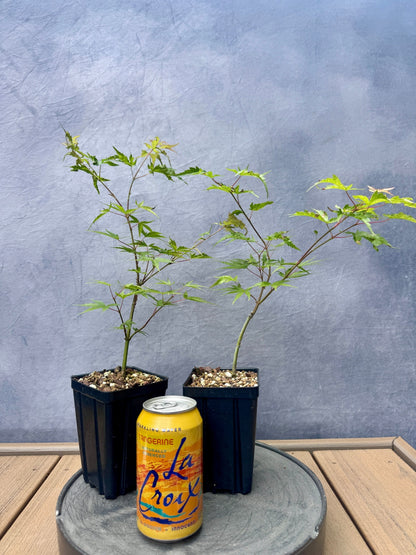 'Hubbles Super Cork' Japanese Maple - Cutting Grown