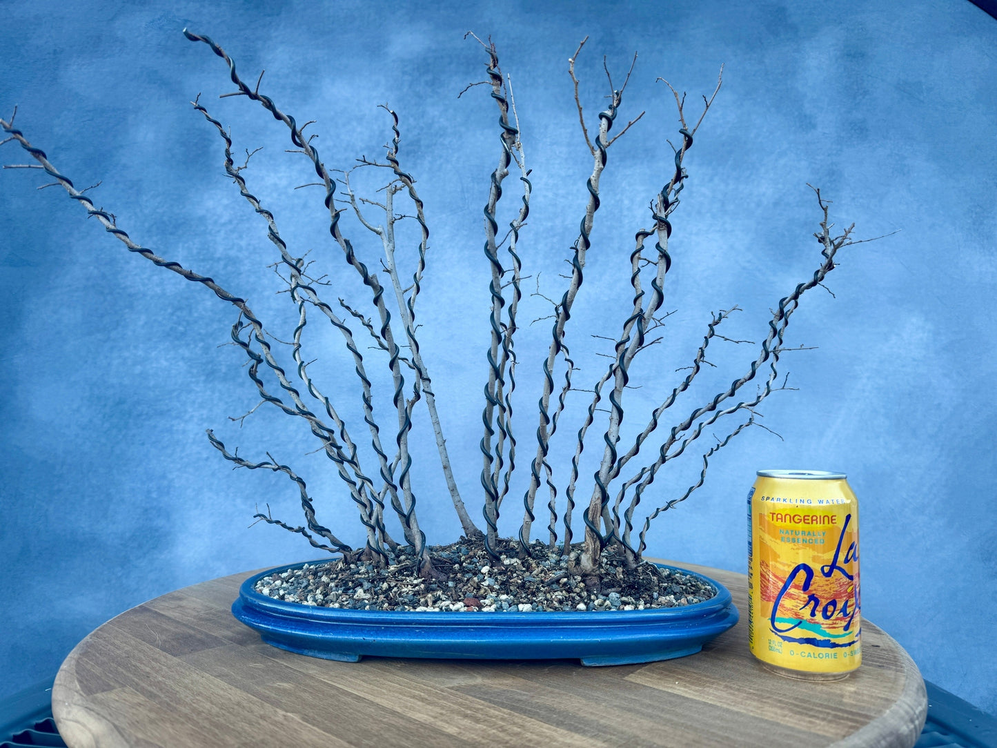 Chinese Elm Forest #1