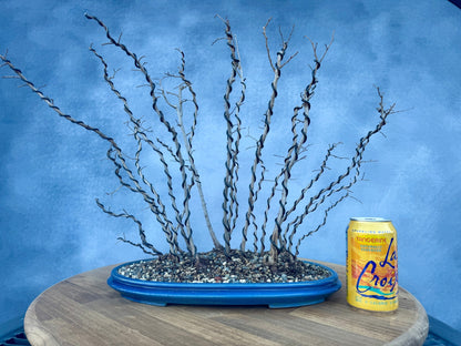 Chinese Elm Forest #1