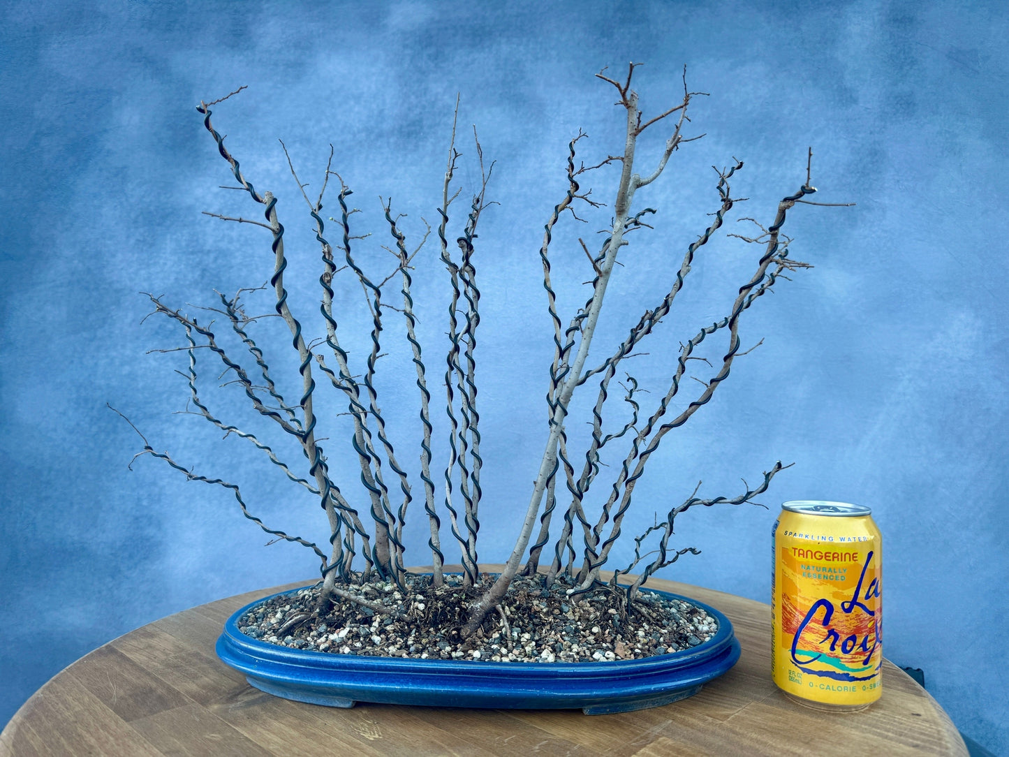 Chinese Elm Forest #1
