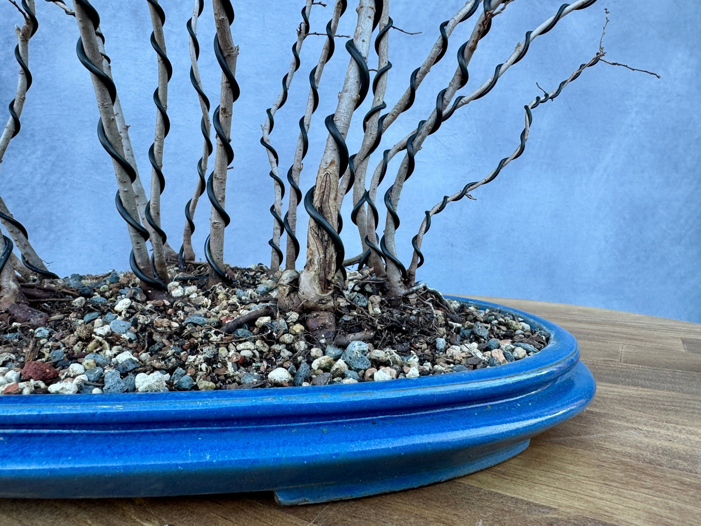 Chinese Elm Forest #1