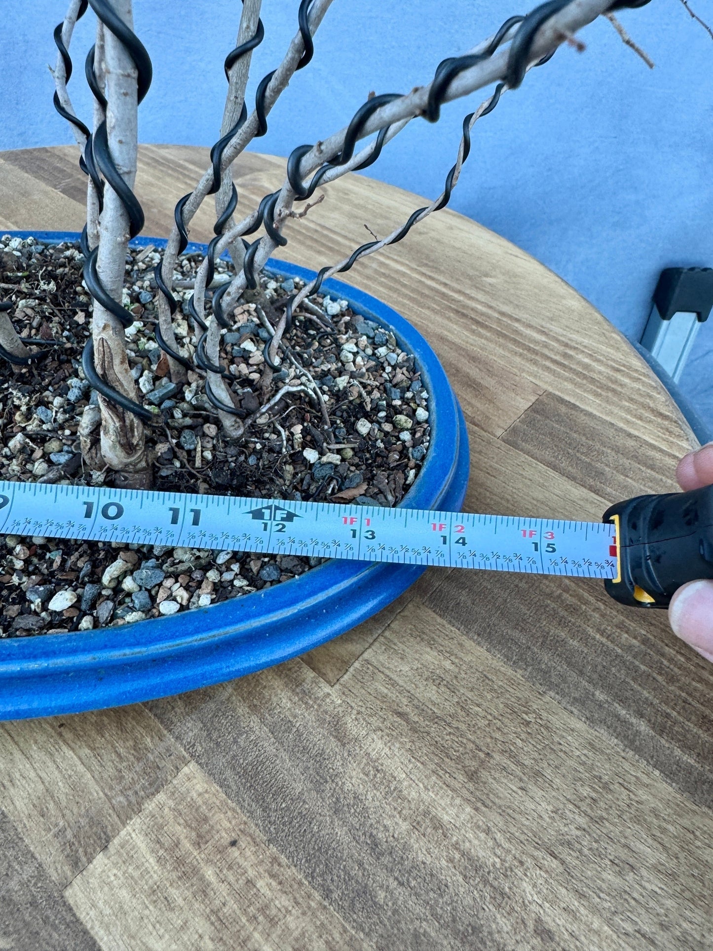 Chinese Elm Forest #1