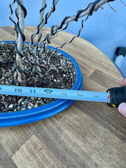 Chinese Elm Forest #1