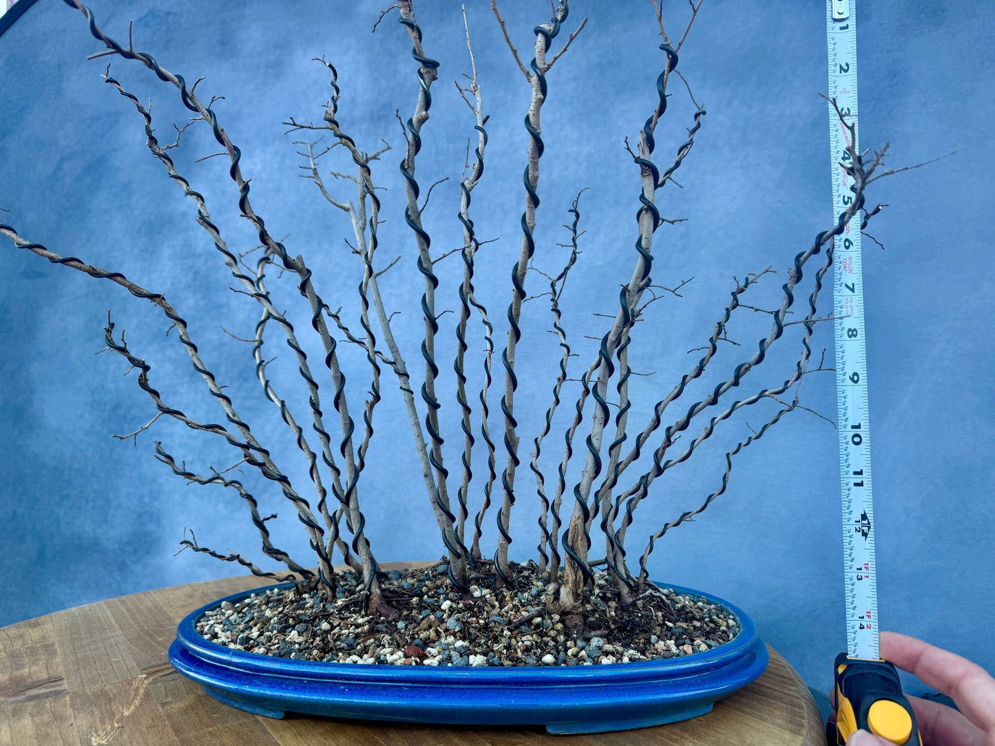 Chinese Elm Forest #1