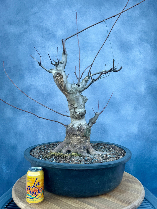 Red Maple #2 | Local Pickup Only