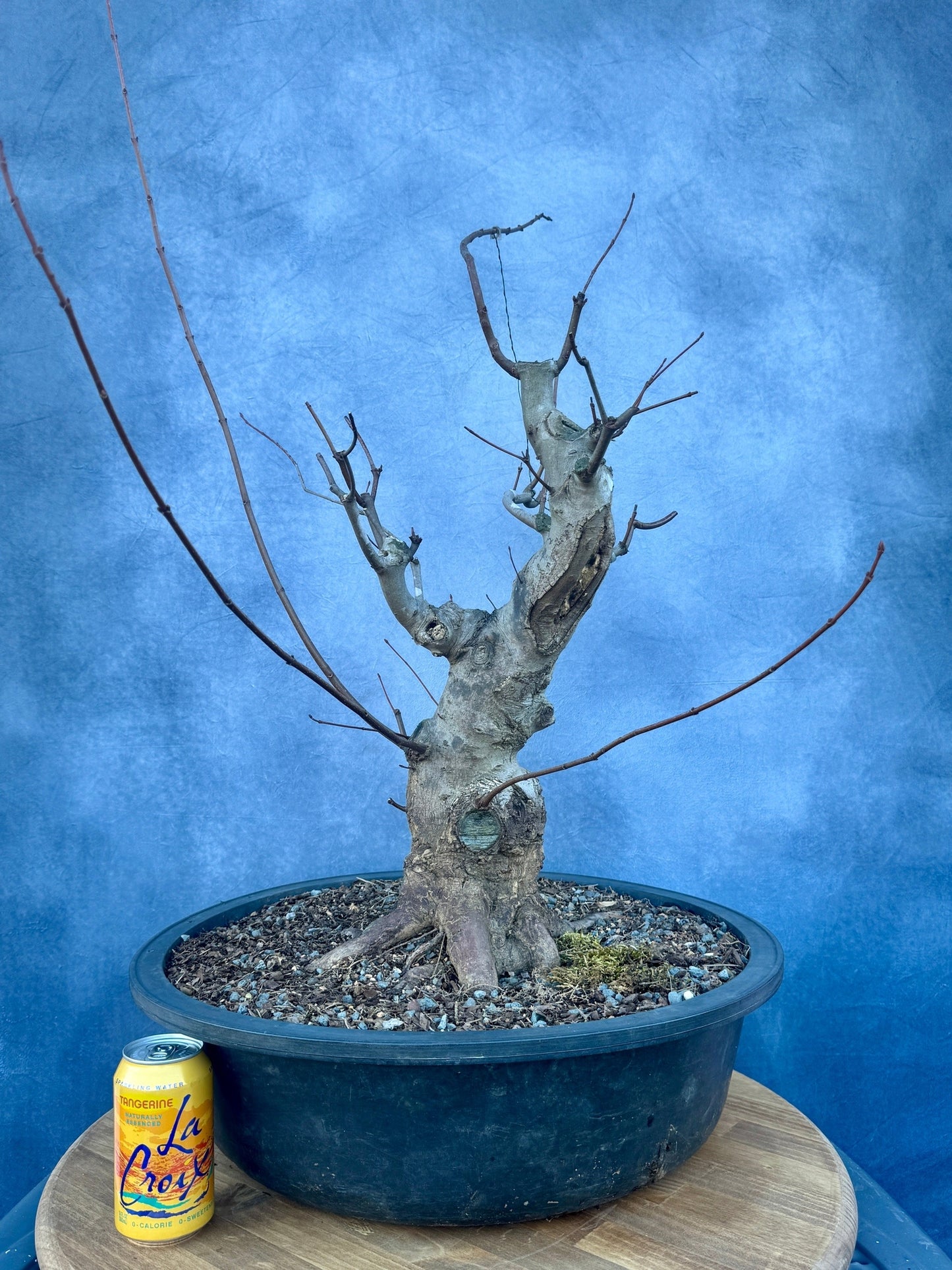 Red Maple #2 | Local Pickup Only