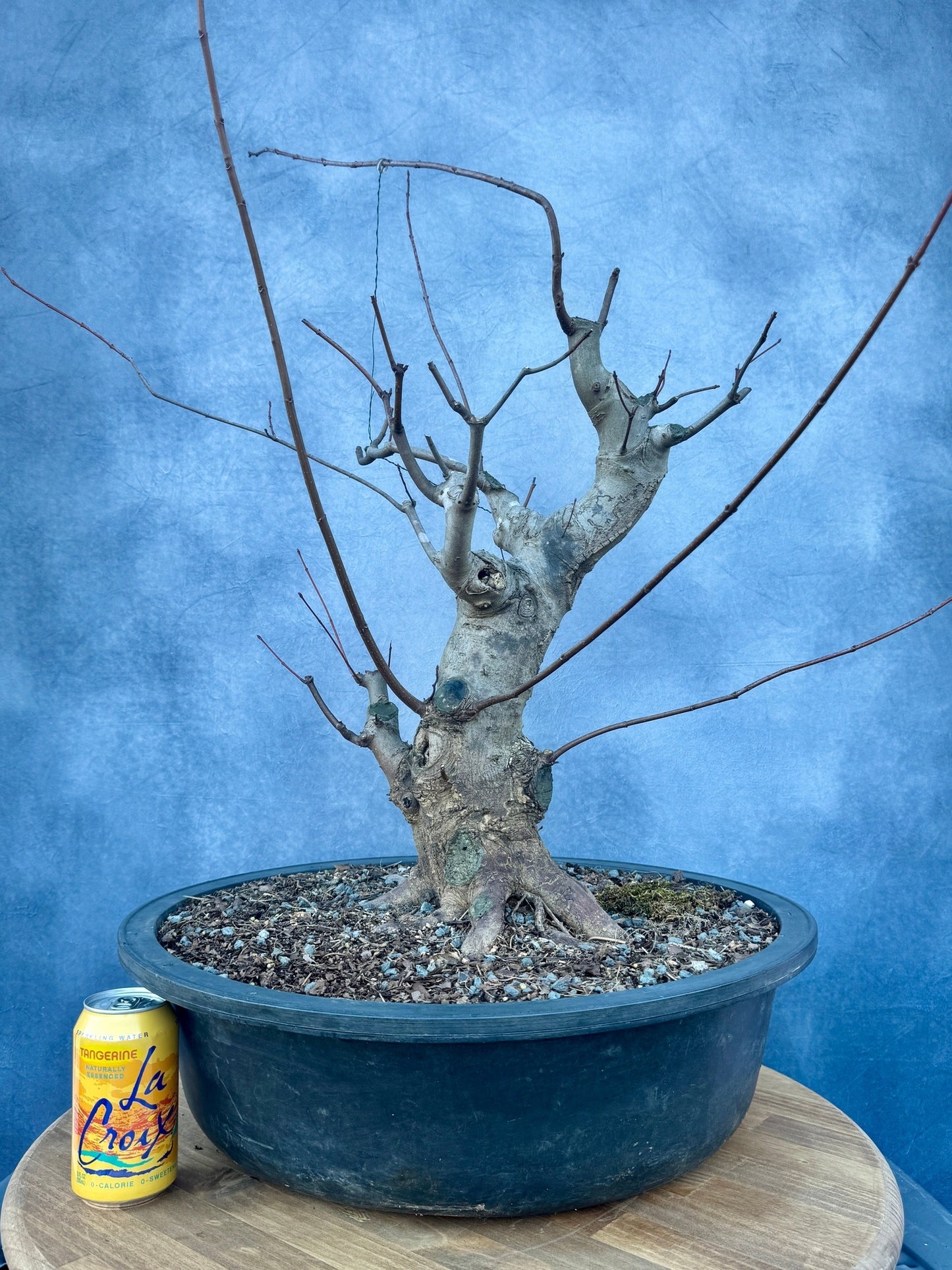 Red Maple #2 | Local Pickup Only
