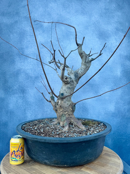 Red Maple #2 | Local Pickup Only