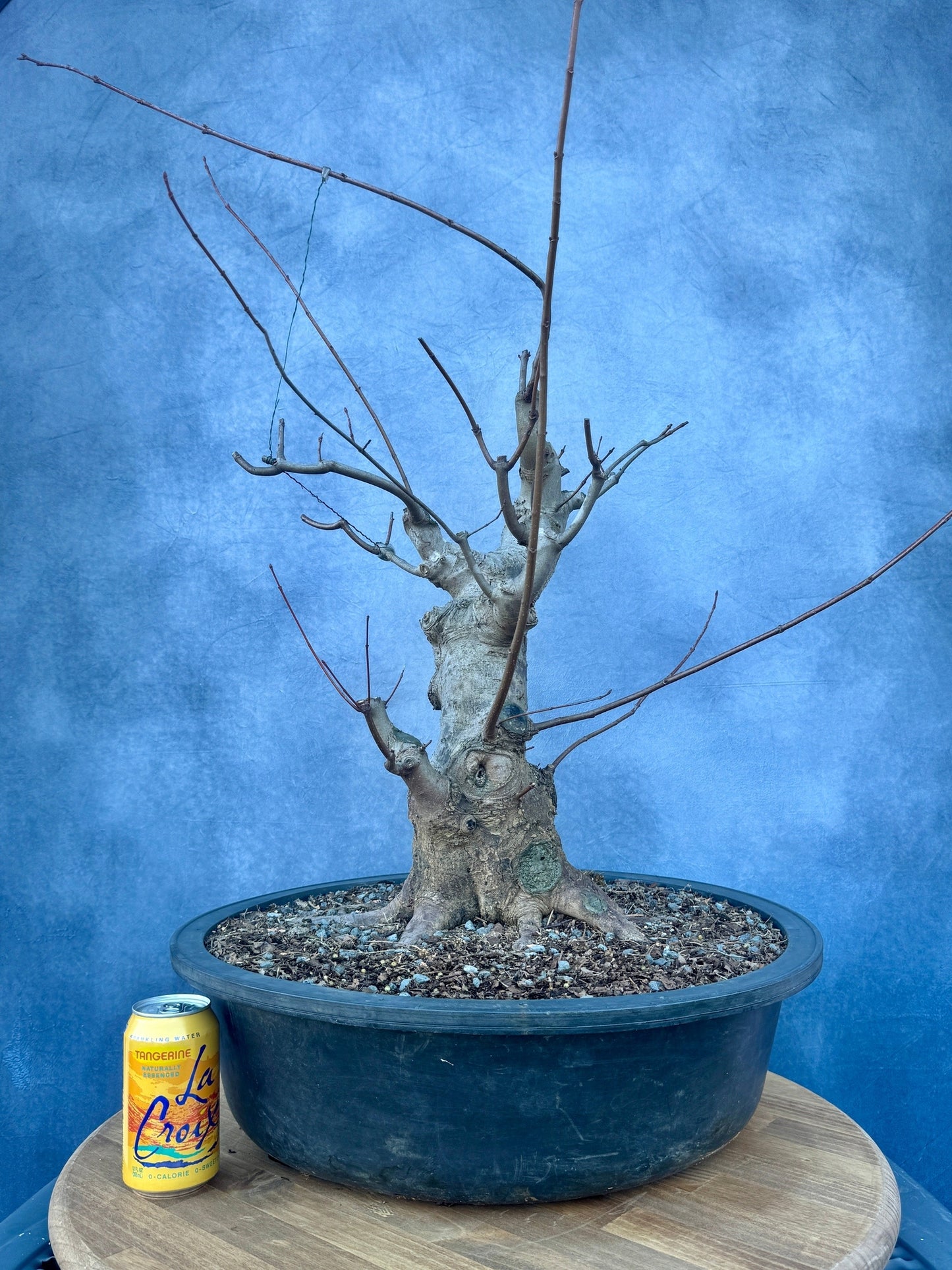 Red Maple #2 | Local Pickup Only