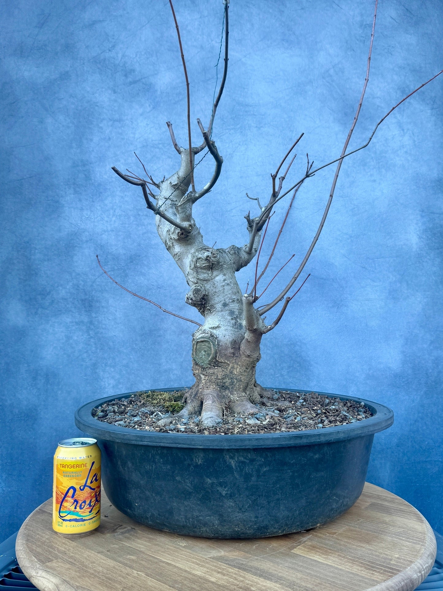 Red Maple #2 | Local Pickup Only