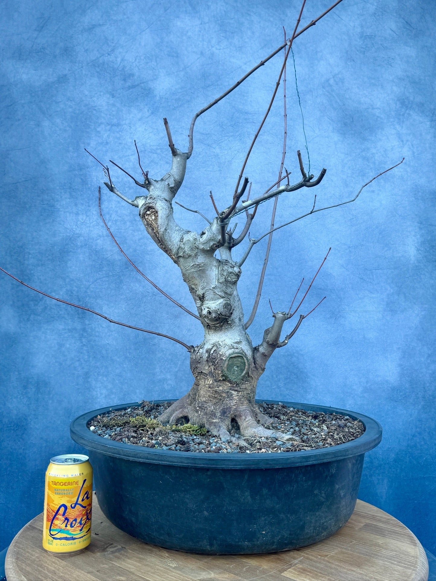 Red Maple #2 | Local Pickup Only