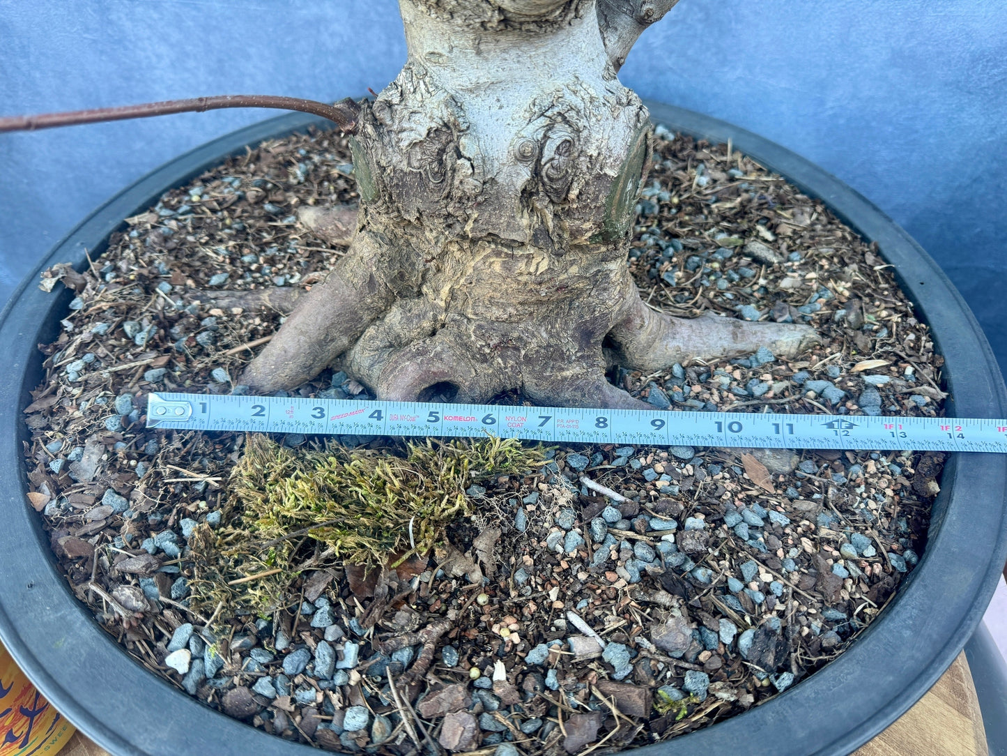 Red Maple #2 | Local Pickup Only