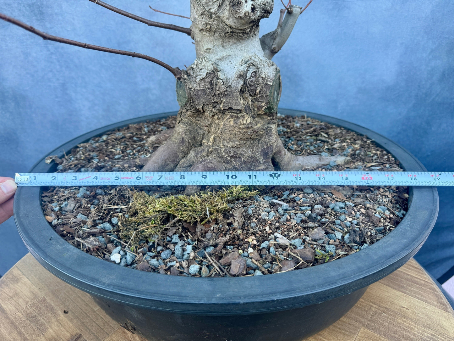Red Maple #2 | Local Pickup Only
