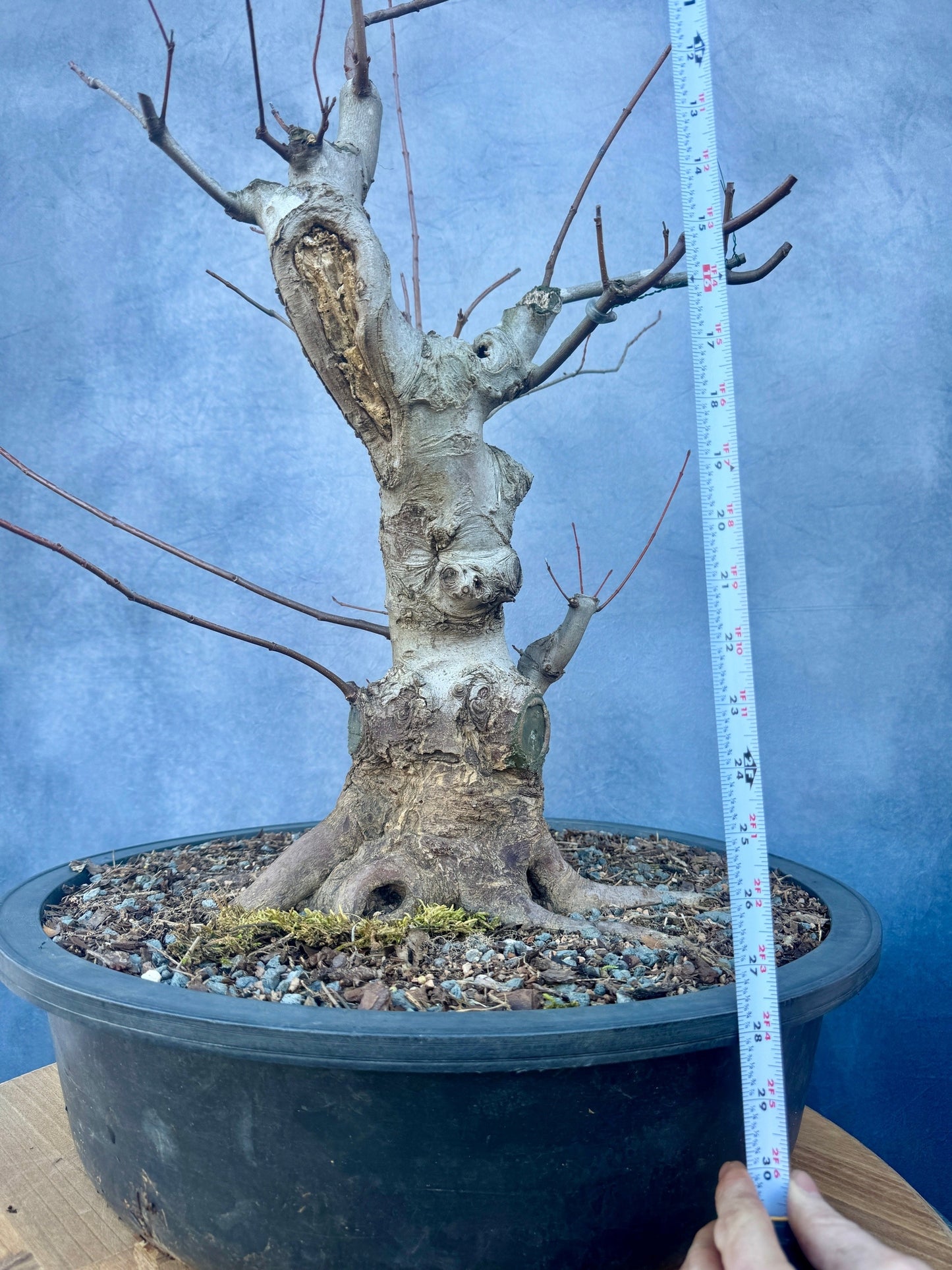 Red Maple #2 | Local Pickup Only