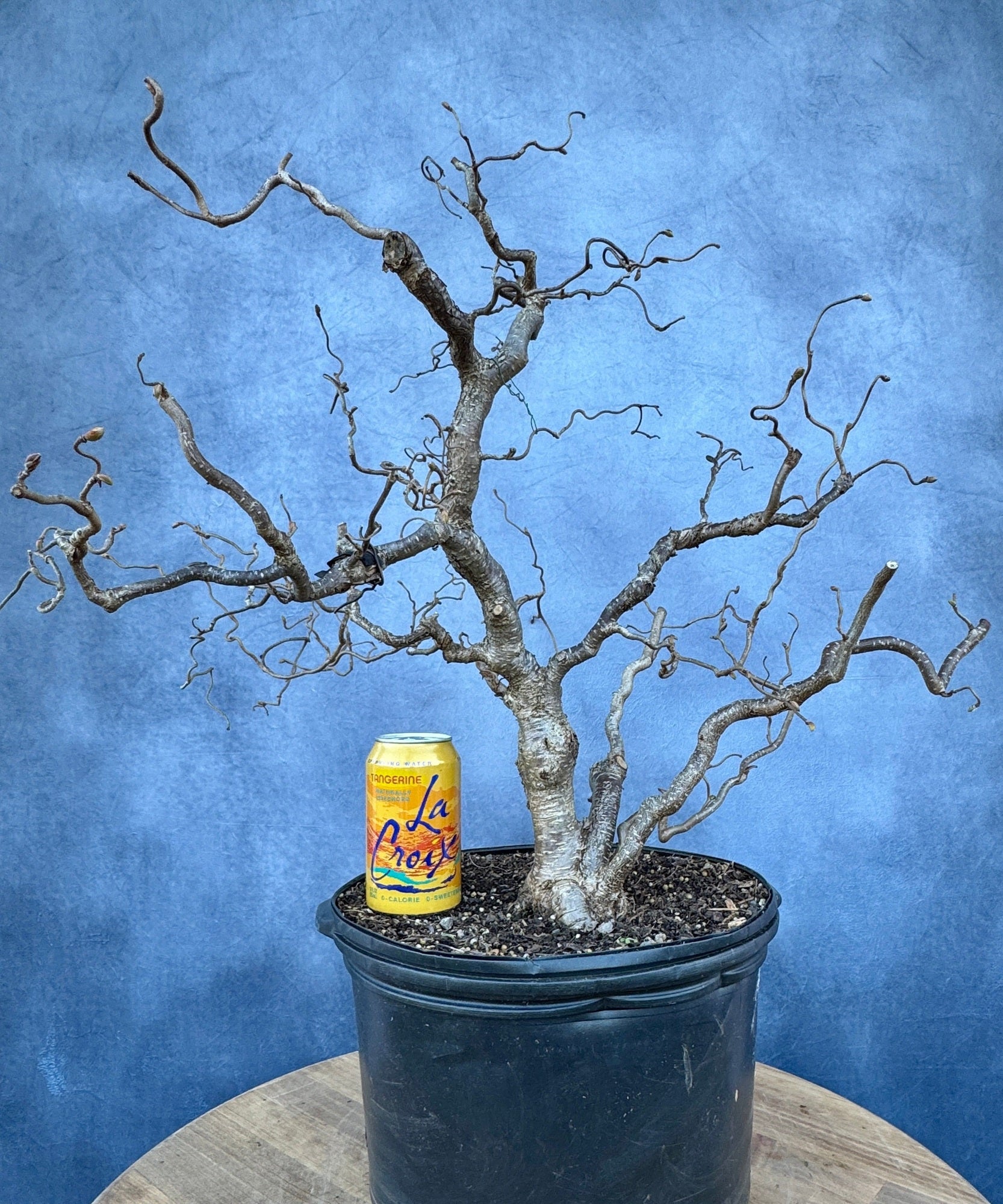 hazel bonsai tree Corkscrew Hazel #1