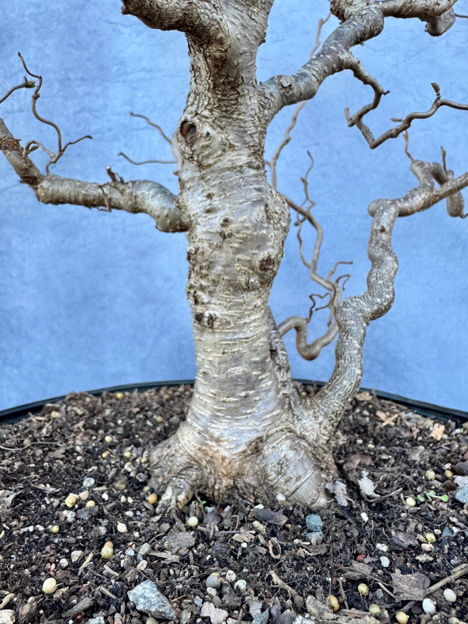 hazel bonsai tree Corkscrew Hazel #1