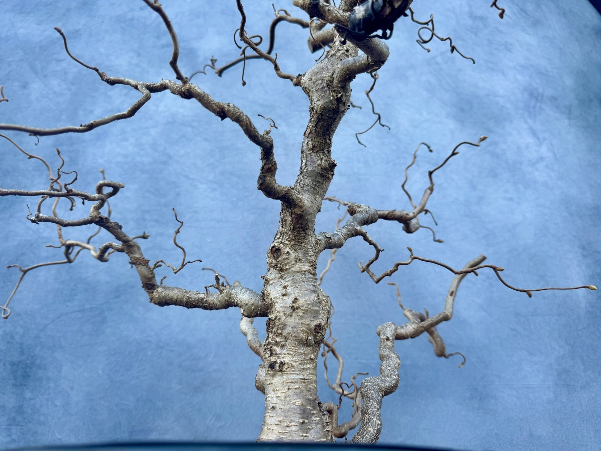 hazel bonsai tree Corkscrew Hazel #1
