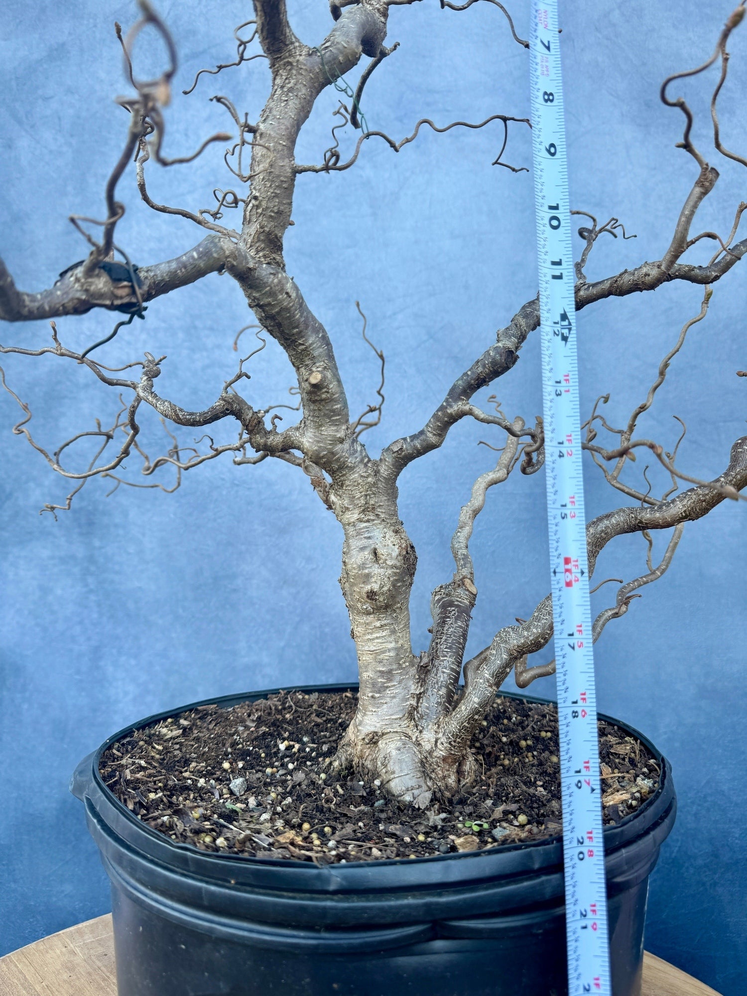 hazelnut bonsai tree Corkscrew Hazel #1