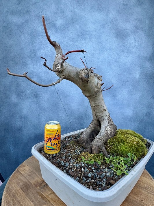 Red Maple #3 | Local Pickup Only