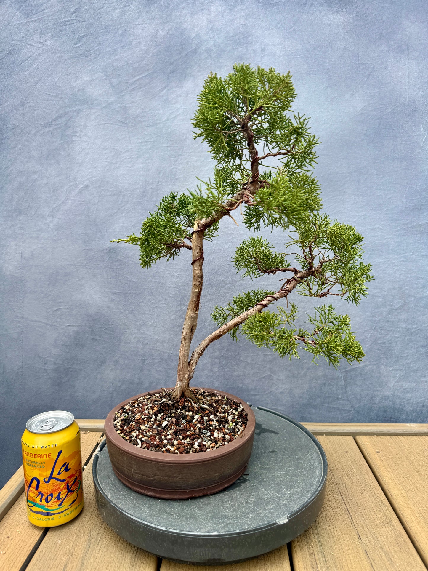 Shimpaku Juniper #1