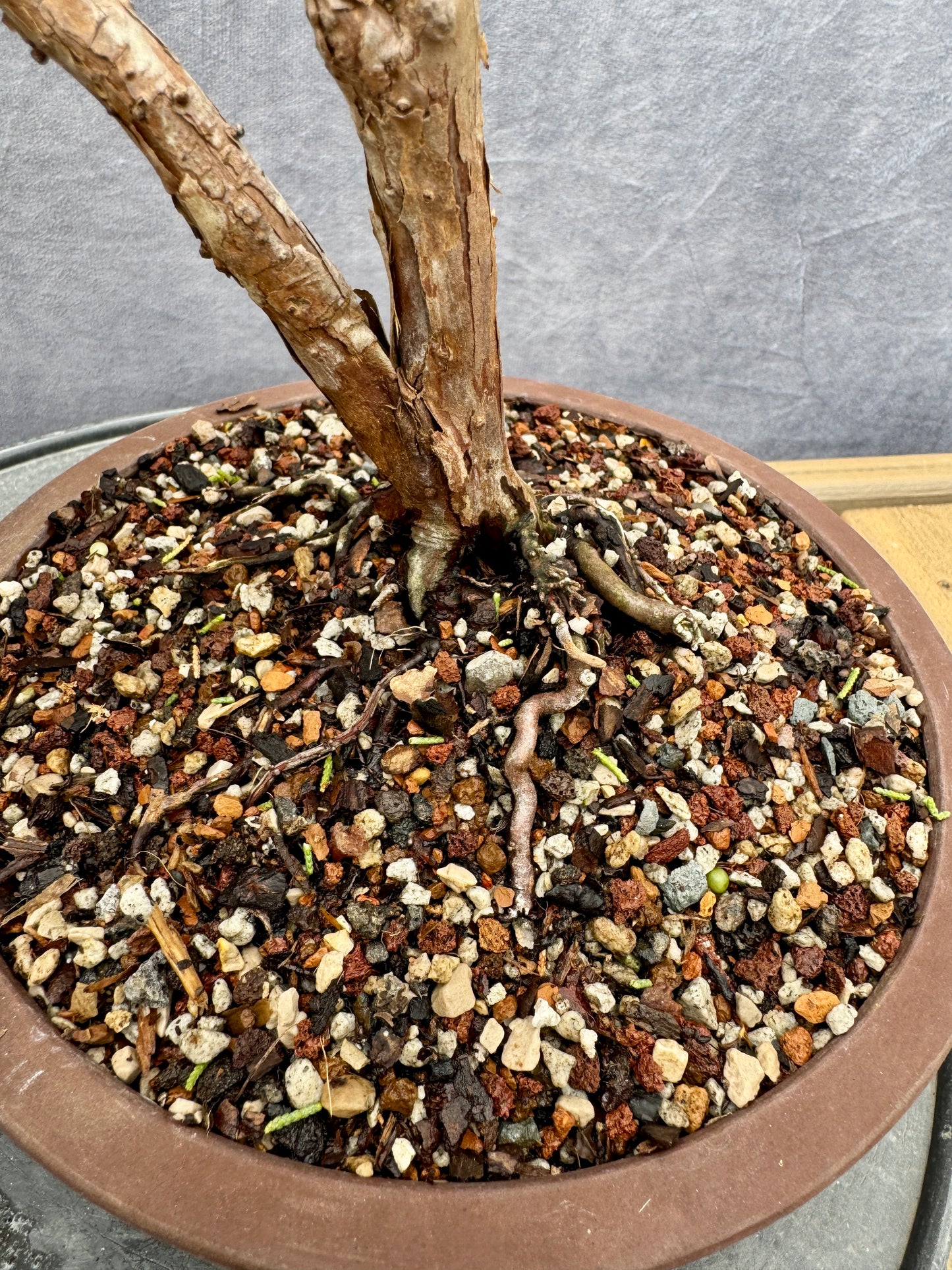 Shimpaku Juniper #1