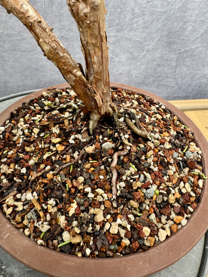 Shimpaku Juniper #1