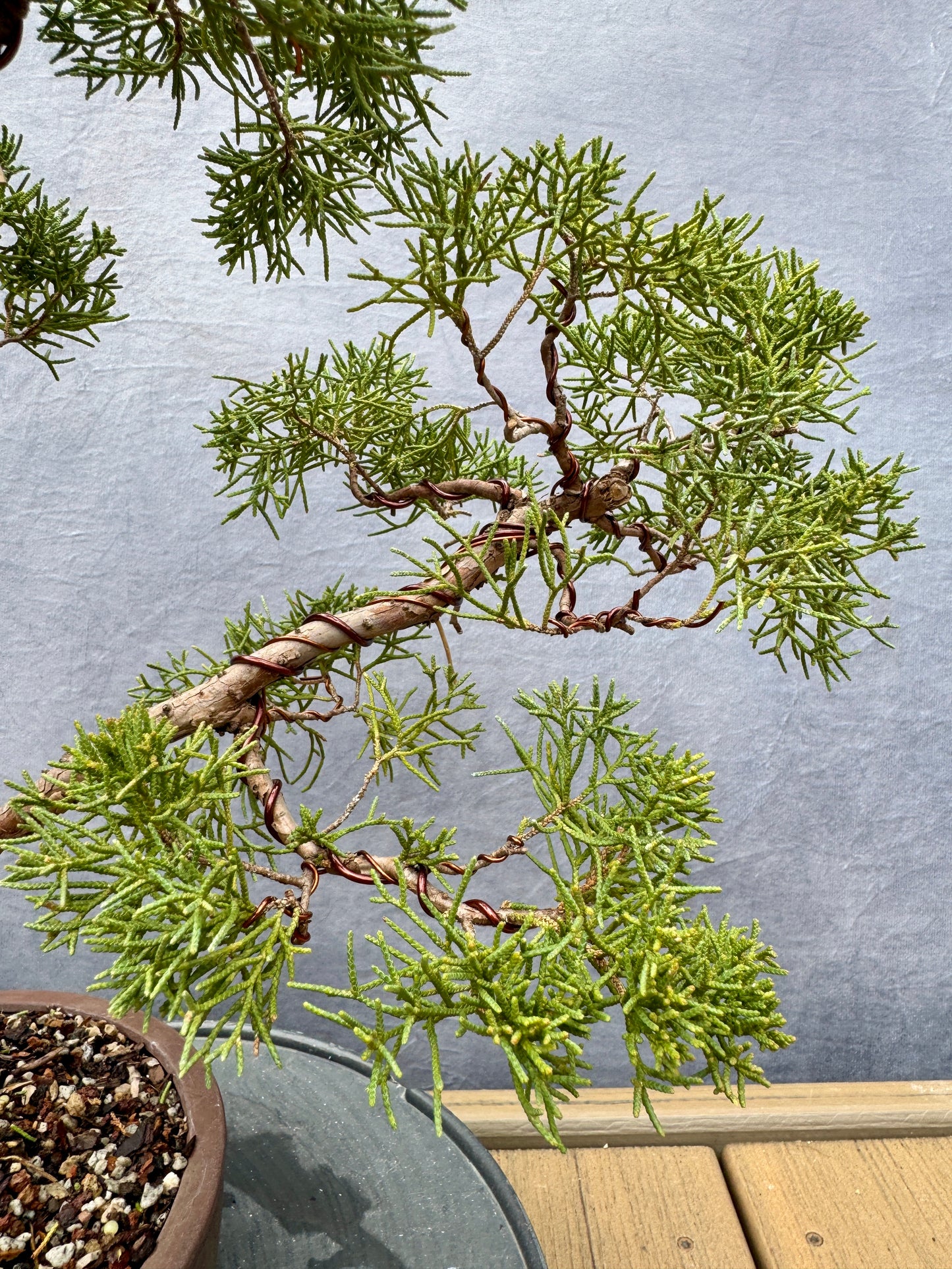 Shimpaku Juniper #1